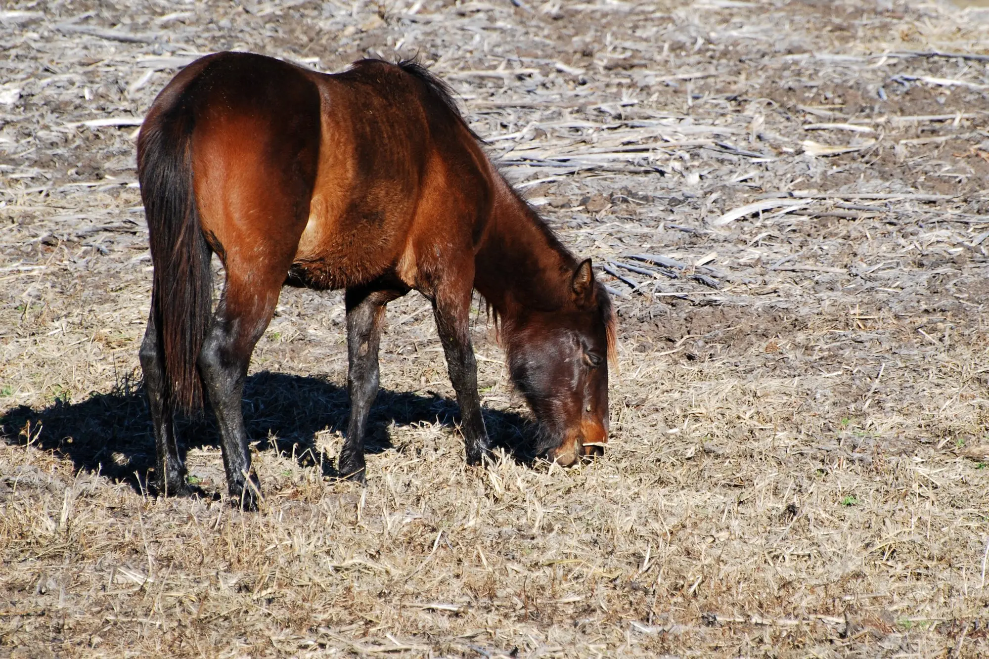 A bay horse grazing in a dry winter pasture