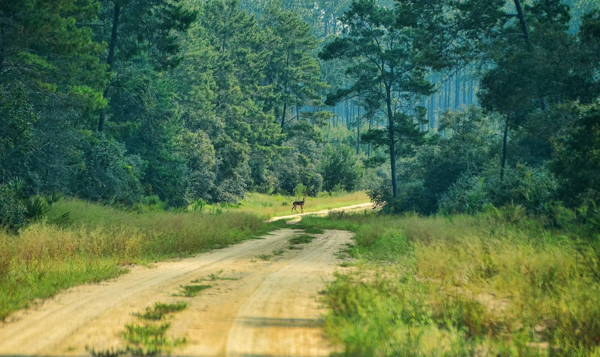 A sandy forest road through pines in the Ocala National Forest with a deer in the distance