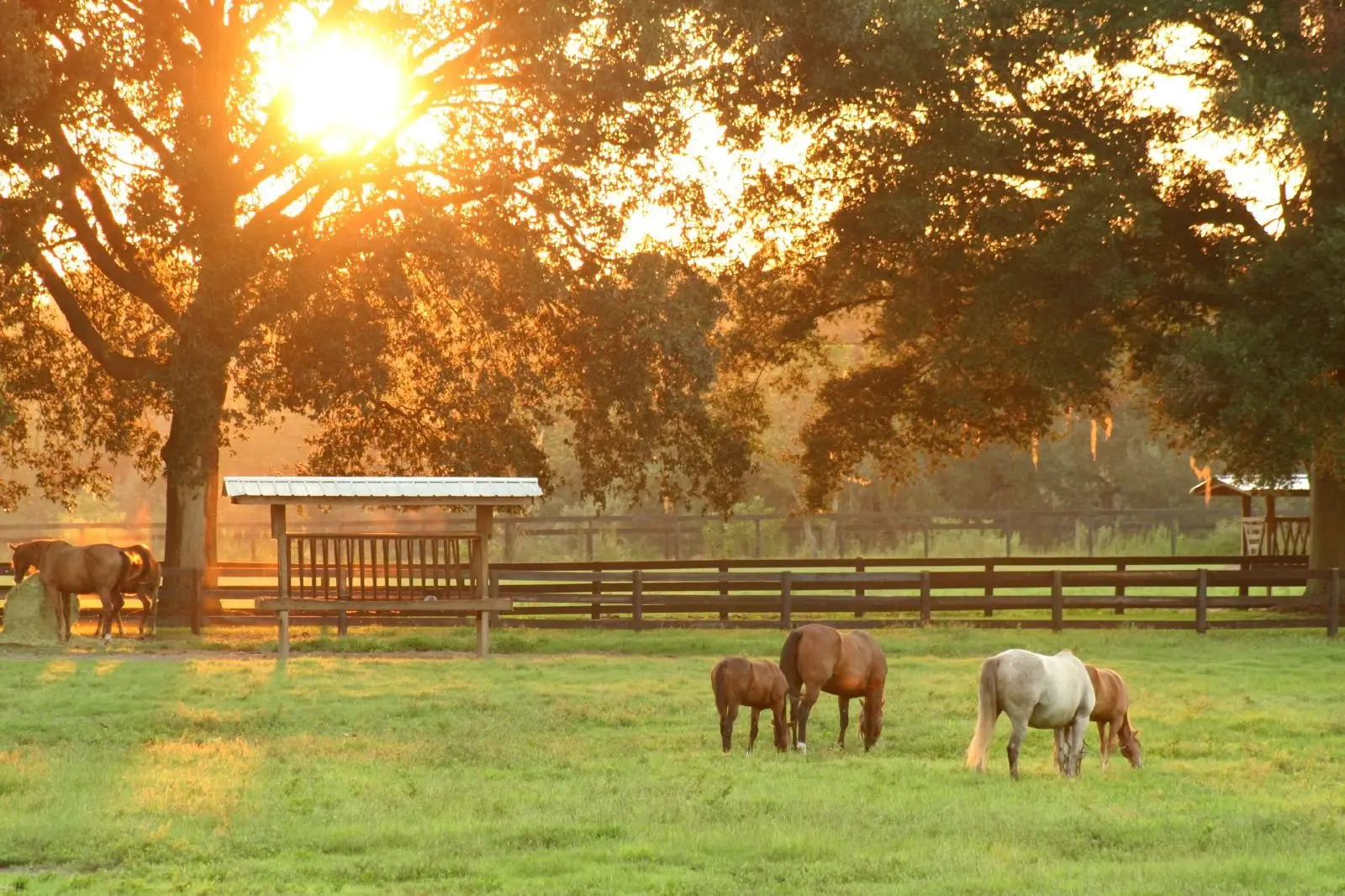Horses grazing in a fenced pasture under live oaks at sunset