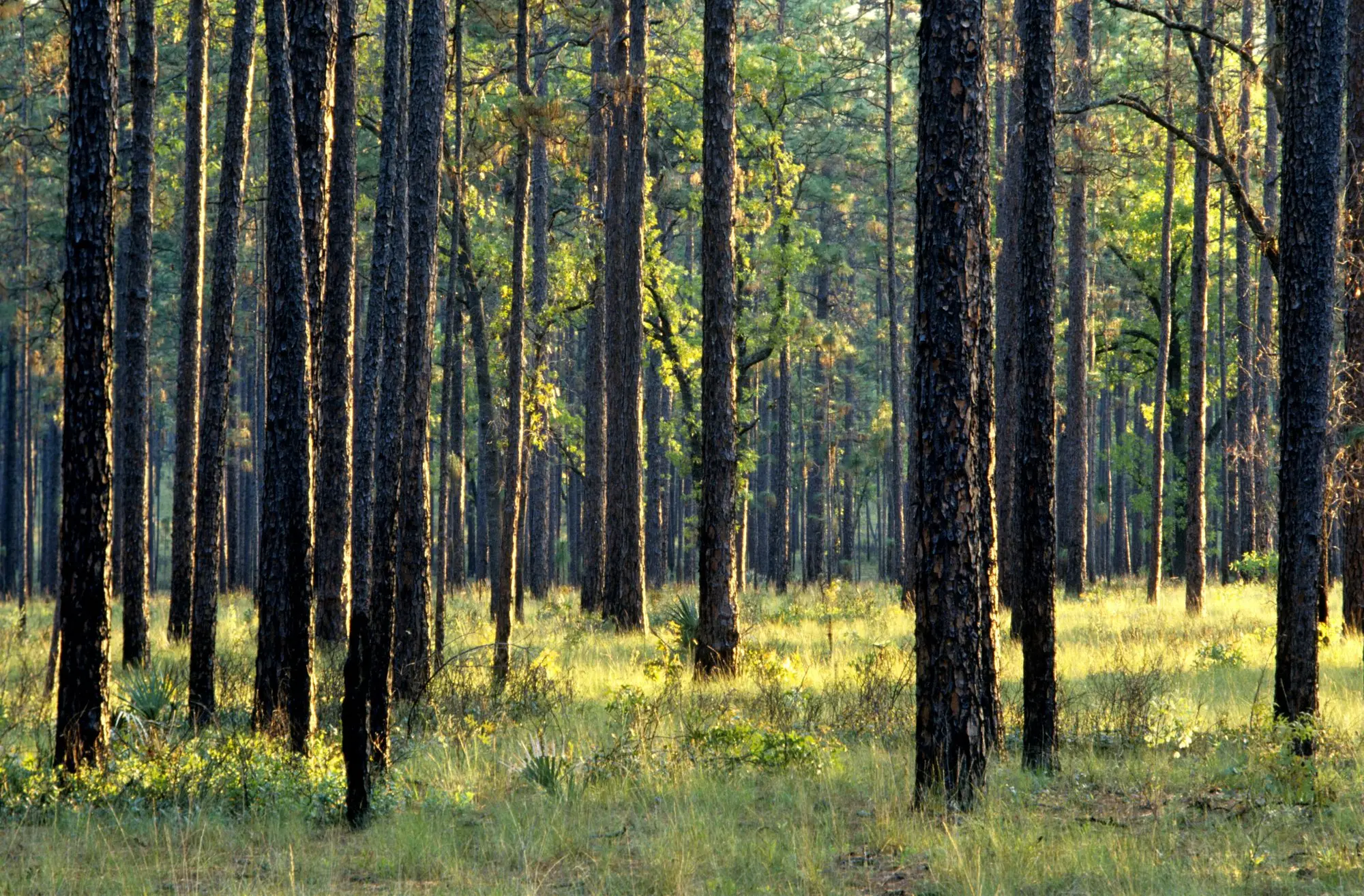 Tall longleaf pines over green groundcover in the Ocala area