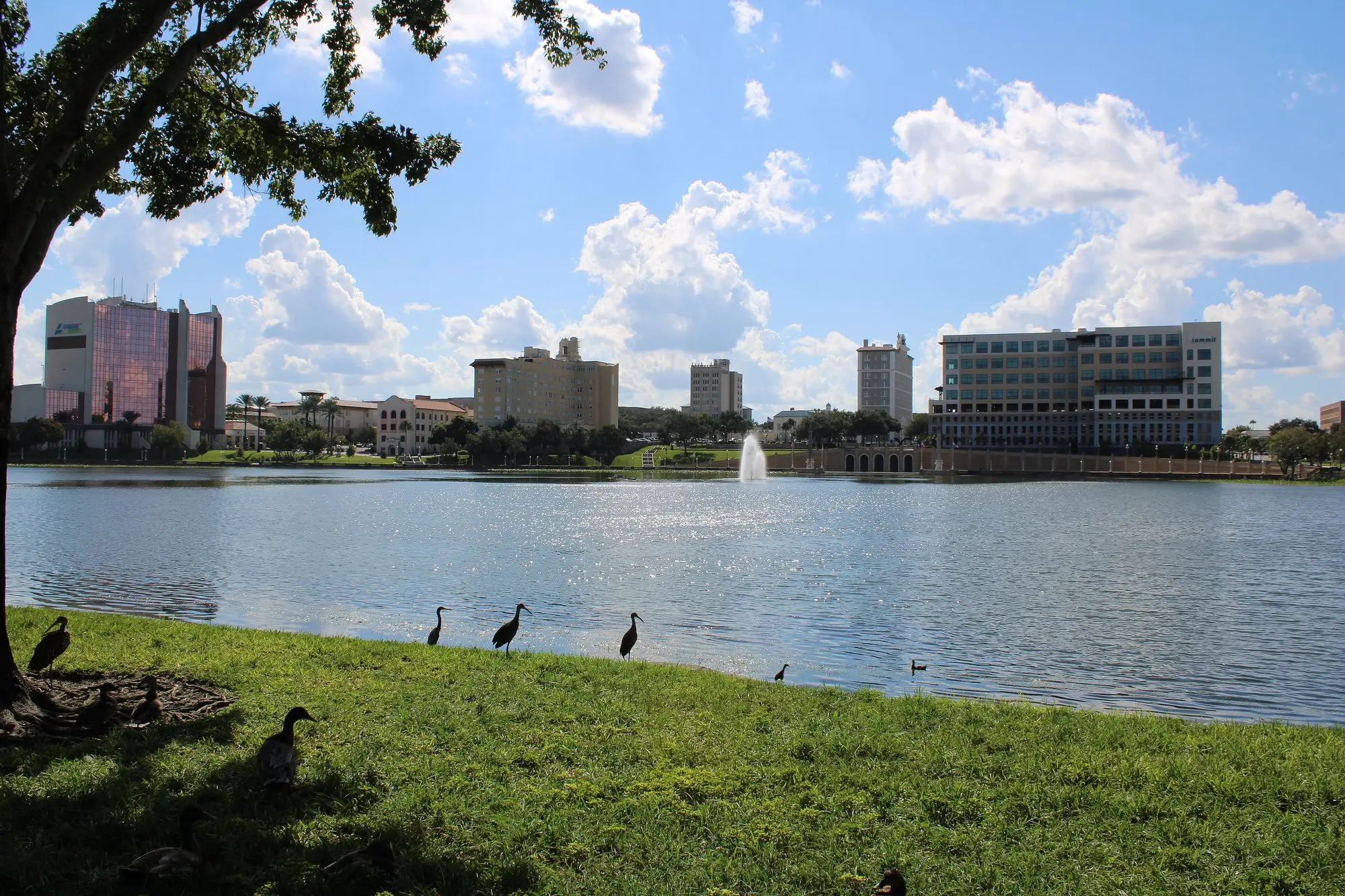 Lake Mirror in downtown Lakeland with a fountain, wading birds on the grass and the city skyline behind