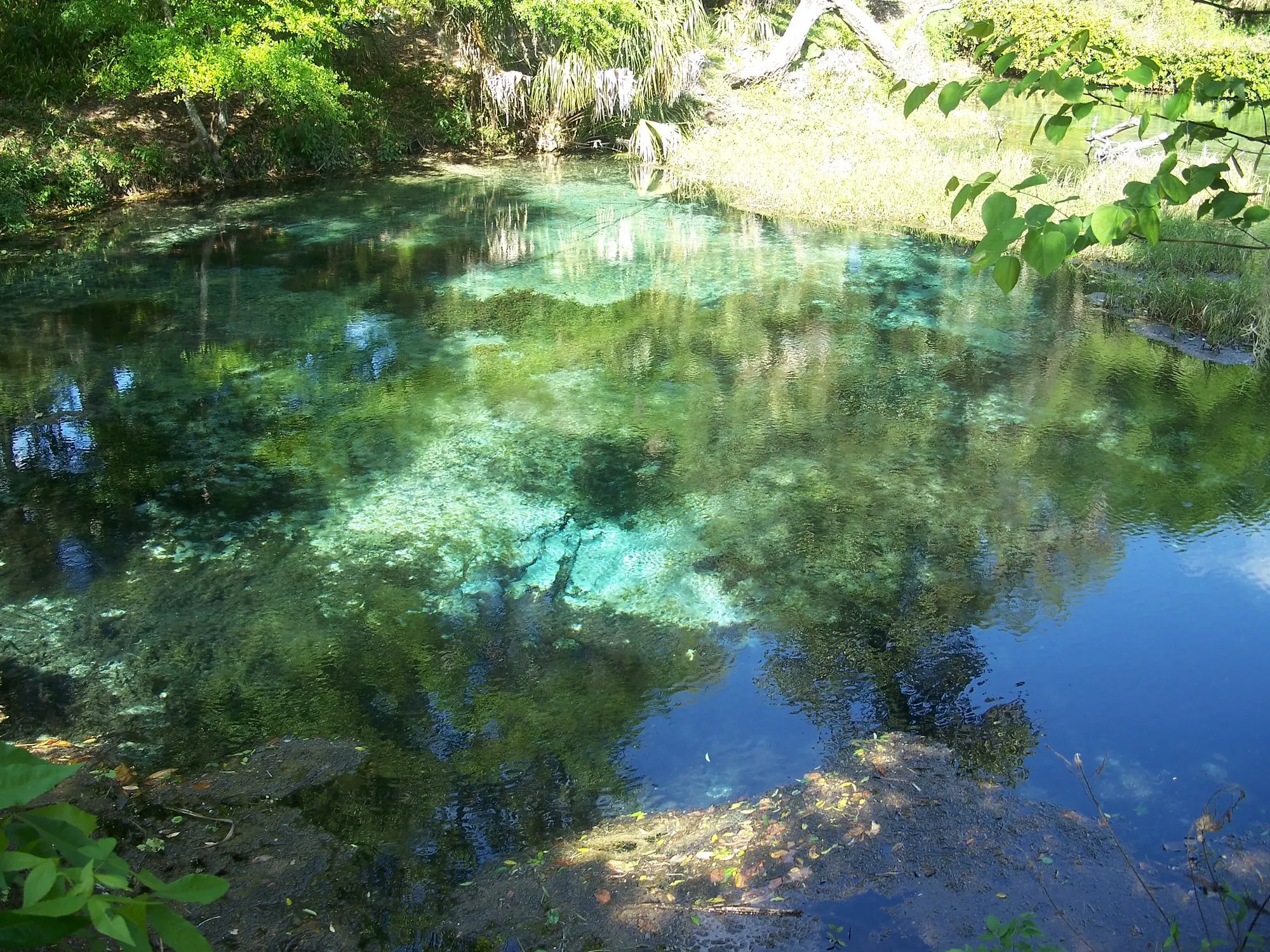 The clear blue headspring at Rainbow Springs State Park ringed by trees