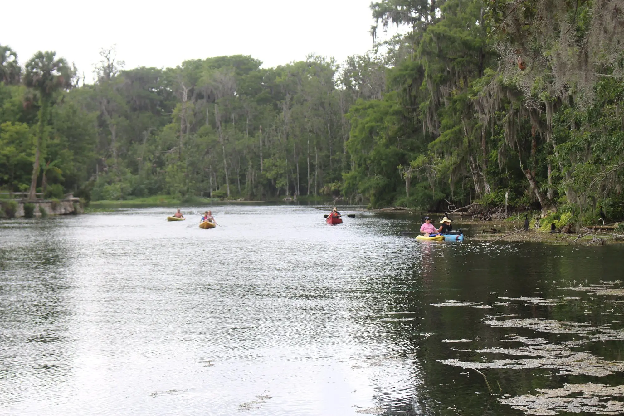 Kayakers paddling the Silver River under moss-draped trees