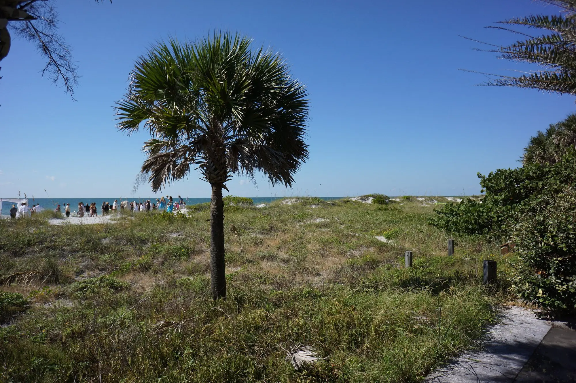 A cabbage palm on the sea-oat dunes above the beach at Indian Rocks Beach